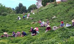 Bir ton çay bir buzdolabı etmiyor